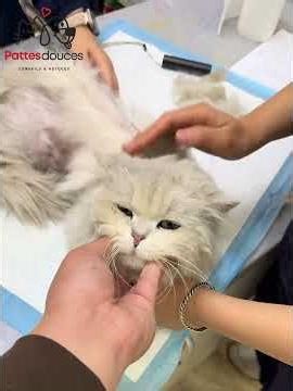 This cat was unrecognizable… today she's radiant ❤️🐾