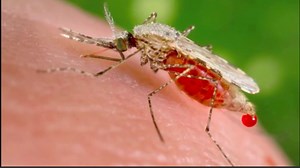 Popülasyon Ekolojisi: Texas Sivrisineğinin Gizemi