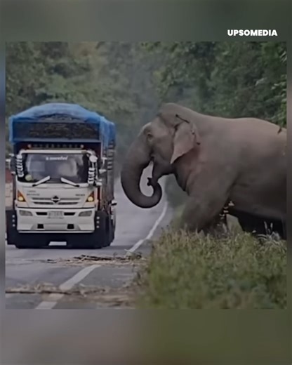 10K views · 28 reactions | This elephant is the most fearsome th!ef all along the road and instills fear in all truck drivers... | Positive | Facebook