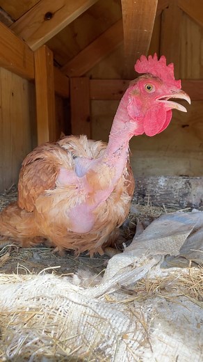 14K views · 214 reactions | This bird looks like a turkey due to its "naked neck". She’s a adorable Turken. | My lovely Animals | Facebook