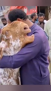 608K views · 5.2K reactions | Eid ul Adha पर बिकने आया बकरा मालिक के...