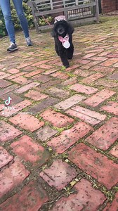 Okay people tomorrow morning, 10am get your Christmas toys for your furry friends  #christmasgiftideas #dogtoys #yorkshire #Christmas #equestrianism | Iron Horse Equestrian Supplies Ltd. & The Old Hayloft Tea Room | Facebook