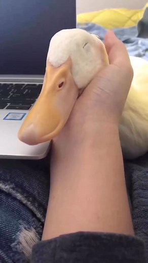 duck lovers on Instagram: "Olive Vault 懶 Via @unsolicited_duck_pix Olive got a second chance at life after being dumped at just a few weeks old. 懶 #dontdumpducks #oliveyou #allanimalsmatter #pekin #birdsanctuary"