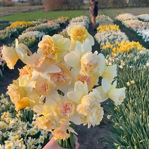 Spent a beautiful evening in the daffodil patch photographing all of the varieties that will be part of our bulb line up this autumn. These are two of my very favorites, Daffodil ‘Art Design’ and ‘Petit Four’. #ayearinflowers #floretbulbs | Floret Flower Farm