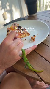 Hawaii Day Gecko Crashes Pizza Night — Cute & Funny Moment