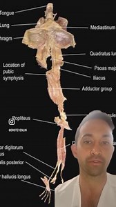 Dr Steven Lin on Reels