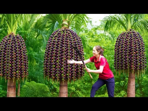 Harvesting Toxic Caryota Urens (Fishtail Palm) – Deadly Fruit You Must Avoid or Handle with Caution