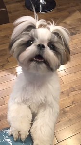 excited😍 | Shih Tzu Lovers