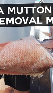 How to Fillet A Mutton Snapper (Head Removal Method) Rush Maltz demonstrates an alternative method to filleting a Mutton Snapper that involves removing the head first. Using this method, Rush explains how it becomes easier to cut around the rib cage for an easier fillet job. #muttonsnapper #filletingfish #fishfillet | Local Knowledge