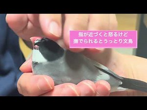 指が近づくと怒るけど撫でられるとうっとり文鳥 #文鳥 #ペット #birds