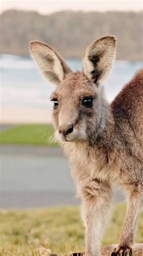 Did you know this about #kangaroo 🦘