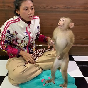 41K views · 588 reactions | Adorable baby monkey ROJO site wait mom clean and prepare food for eat | Monkey ROJO | Facebook