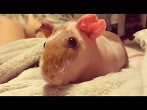 Skinny Pig Is Simply Funny And Cute! – Skinny Pig Video Compilation #1