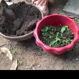 Growing Guyabano in a pot. Propagate ideas, #GraftedPlants #plantingguide #plantingtips #propagating #guyabanofruit | Violita Padayon