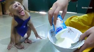 Dodo Crying Loudly Request Yougurt From Mama | Monkey Dodo