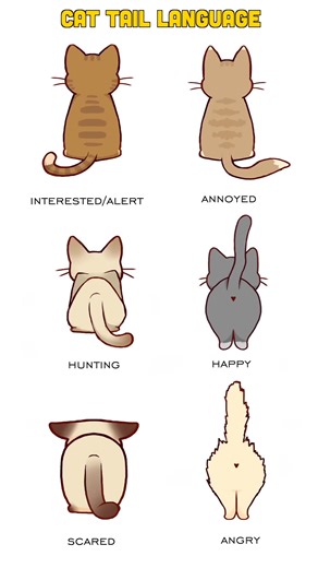 10K views · 127 reactions | Cat Tail Language Speaks.... #fblifestyle | Cat Lovers Club | Facebook