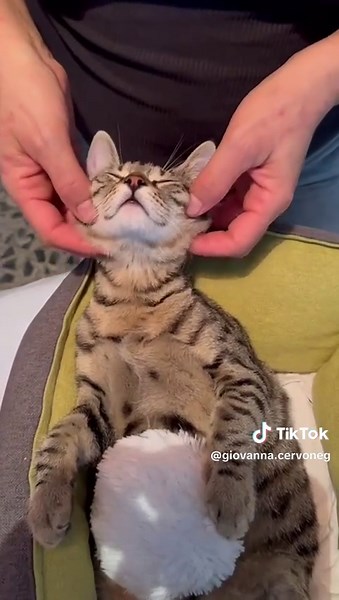 Massaggio: Cat Theraphy #massaggio #stella #gatta