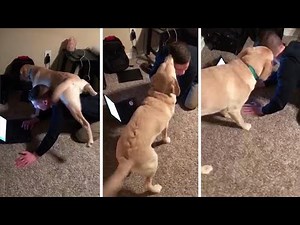 Adorable Dog Interrupts Working Owner