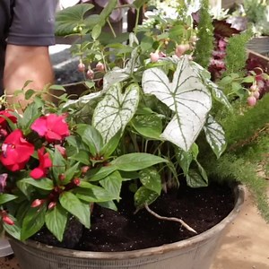 Discover 100s of articles from years of Fine Gardening magazine. | Fine Gardening