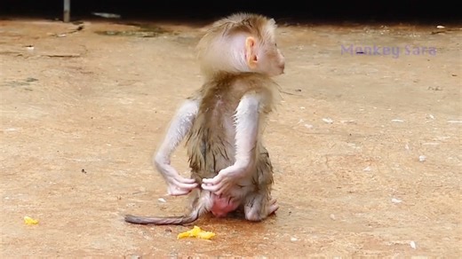 4.9K views · 236 reactions | So Cute Sara Using Her Ting Hand Scratch Itchy During Play Outdoor After Rain Stop | Monkey Daily | Facebook