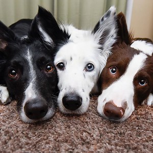 54K views · 825 reactions | Border collies are definitely the smartest! Via instagram.com/kelly_bove/ | Genius Cute Plus | Facebook