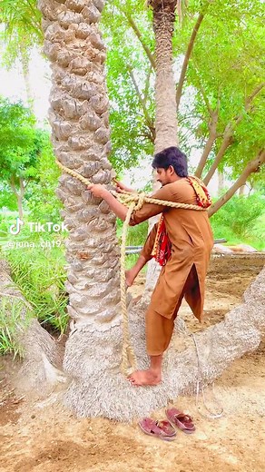 Climbing Palm Trees: Techniques and Tips