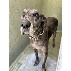 Castaic, CA - Great Dane. Meet DUKE a Pet for Adoption - AdoptaPet.com