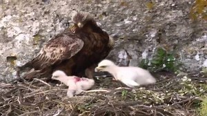 Golden Eagle chick getting eaten alive by its sibling | Raw and savage.
