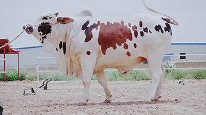 319 reactions · 25 shares | Contact: 0321-2557005, 0321-2342157, 0321-2776506 ✨✨AFTAB COLLECTION 2022✨✨ Organic Fed and raised in a natural environment for better growth. Presenting to you.... ♥️♥️MILAN♥️♥️ Feel free to contact us for further queries. | Cow Mandi ( Bakra Eid in pakistan ) | Facebook