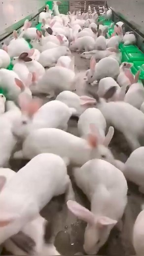 Rabbit Technology Exchange Center supports rural farmers | Sosa