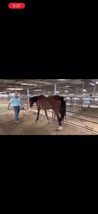 Equine Rescue Network on Reels
