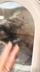 Obsessed with @PetSnowy drying box #petsnowy #bathtime #ragdollcat #abracadabra #BVIRAL | The Cat Dad | Facebook