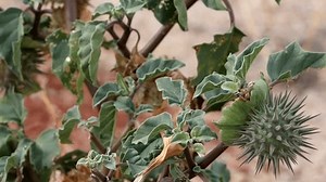Kleine Mondblume, Datura Discolor, ein einheimisches: Stockvideos & Filmmaterial (100 % lizenzfrei) 3435978981 | Shutterstock