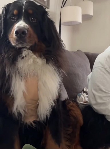 Do Dogs Understand Humans? Funny & Heartwarming Reactions!