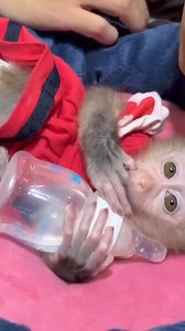 2.5K views · 24 reactions | baby sleeping #monkeyreview #review #monkeyeat #cutemonkey #monyet #monkey #monyetmakan #makan #hewanmakan #fyp #viral #facebookvideo #fbvideo #reel #reelfb | Kera Lucu | Facebook