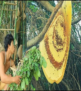 2.2K views · 91 reactions | Survival In The Rainforest - Lucky to meet the big bee - Amazing Primitive | Quant-Amber TH | Facebook