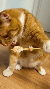 Ché bon cha 😸 | Lolcat