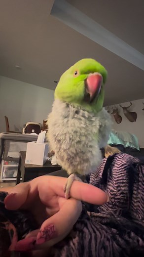 Bears snoring in the background 😅 Yoda is ready for her mid day nap 💚 | Yoda, the naked IRN