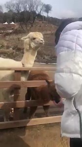 Alpaca World 🇰🇷 Video: exactly_again X #KathrynBernardo Kathryn Bernardo Official #AldenRichards Alden Richards #HelloLoveGoodbye #KathDen #johnlloydcruz #beaalonzo #asiassuperstar #actress #actor #bestactor #boxofficemovie #bestactress #kdrama #dongyan #jadine #kathniel #mayward #aldub #asiasmultimediastar #abscbn #gma #starcinema #lazadaph #magnoliaicecream | KathDen