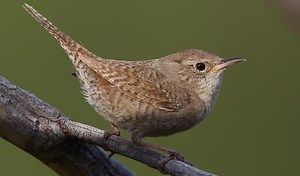 5 Wren Species in Ohio! (ID Guide)