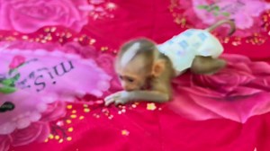 2.5K views · 78 reactions | P00r Newb0rn Babii Bill Sit Huq Milk Cans Till Deeply Sleeep Wait MOm | Monkey Wild | Facebook