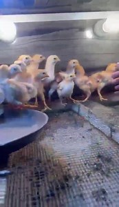 1.3K views · 12 reactions | Rhode Island Red (RIR) Chicks for REHOMING PLZ. #SyedOvaisBilgrami | Syed Ovais Bilgrami | Facebook