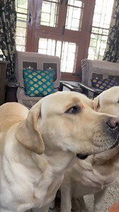 39K views · 1.3K reactions | Hamare langur ❤珞 #dogreels #reelsvideo #rocky #labradorretriever #labrador #petlover #petlife #doglover #simba #dog #labrador #doglovers #lablovers #labradorlovers #trendingdog #dogoftheday #petlovers #petparents #explore #search #cutedog #smartdog #happydogs #viralreels #trendingreels #facebookreel #facebookviral #dogreels | rockyandsimbaa | Facebook