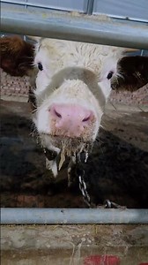 Heartbreak for Cattle Breeders: The Simmental Dilemma