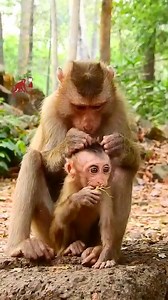 14K views · 385 reactions | Good to see this monkey hug comfort abandon baby monkey | MonkeyCamp | Facebook