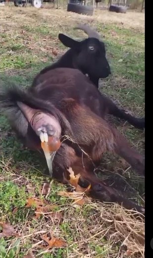 proses kambing melahirkan...‼️