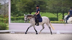 #isfsales 💃 𝗤𝘂𝗶𝗻𝗮 𝗱𝗲𝗹 𝗣𝗶𝗰𝗼 is a lovely 16hh 2020 Lusitano mare sired by the Olympic Grand Prix stallion Escorial. Quina is harmonious in conformation with good mechanics in her movement and an active hind leg. Professionally started under saddle, she is forward thinking with comfortable gaits and is confident being ridden both indoors and outdoors. Quina is approved by the APSL with a revision score of 74.25 and has a bright future in performance, breeding, or both. Currently locate