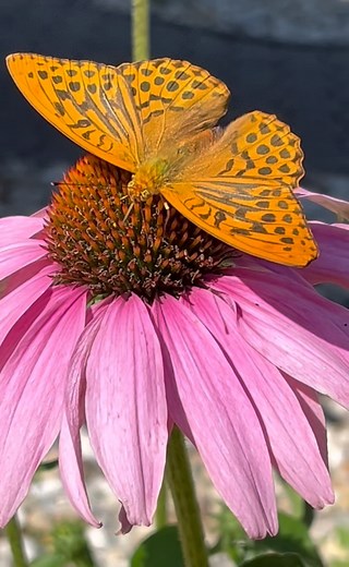 Echinacea účinne hojí rany, stimuluje a posilňuje odolnosť lymfatického systému. Extrakt z koreňa je skvelým prípravkom na prevenciu prechladnutia a na posilnenie imunity. Čaj z koreňa podporuje trávenie, masť pomáha pri reume a chronických zápaloch vedľajších nosných dutín. 📍RECEPT Echinaceová tinktúra sa pripraví zo 100 gramov čerstvého koreňa alebo zo 115 gramov čerstvých kvetov alebo zo 125 gramov čiernych listov, ktoré sa zalejú pol litrom šesťdesiatpercentného istého liehu a nechajú sa tý
