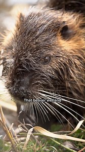 6.6K views · 91 reactions | What are some of the key benefits of rewilding? #Sustainability #Rewilding #Wetlands #Beavers | The Royal Society | Facebook