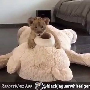 Costco Bear on Reels